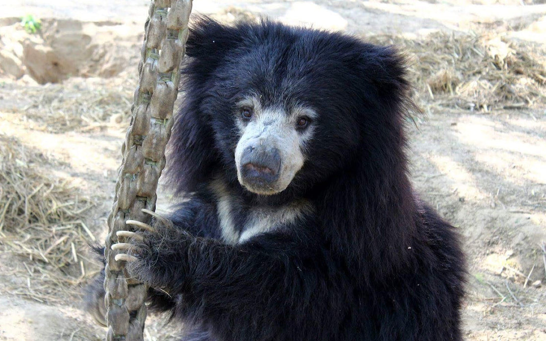Interview with Wildlife SOS: For My Children's Book, Ajeet the Sloth Bear