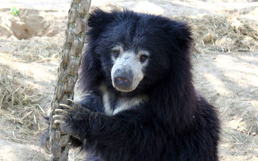 Interview with Wildlife SOS: For My Children's Book, Ajeet the Sloth Bear