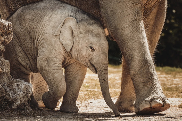 Shop Now & Carry the Wild